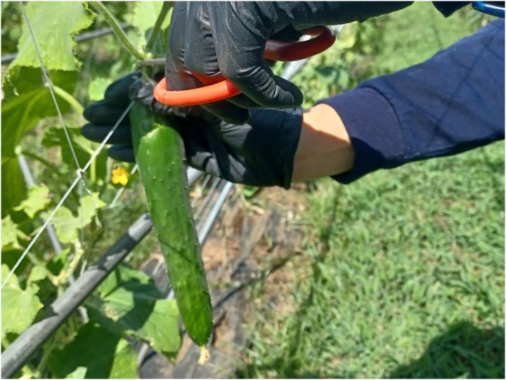 野菜がおいしく育つ