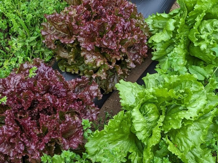 農薬・肥料は使いません