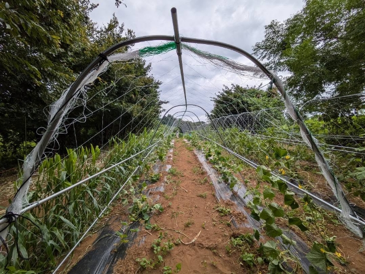 畑は小さな生きものの世界