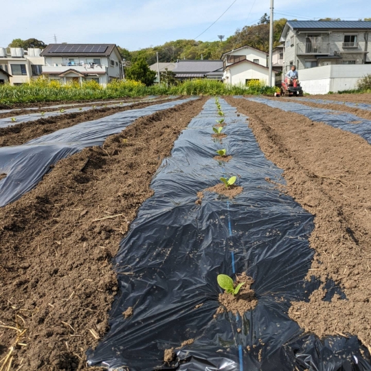自然のしくみを取り入れた 野菜づくり