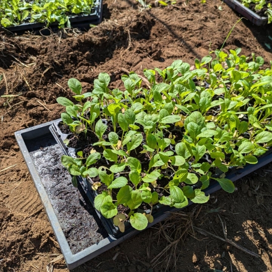 手間なく始められる 安心の栽培方法